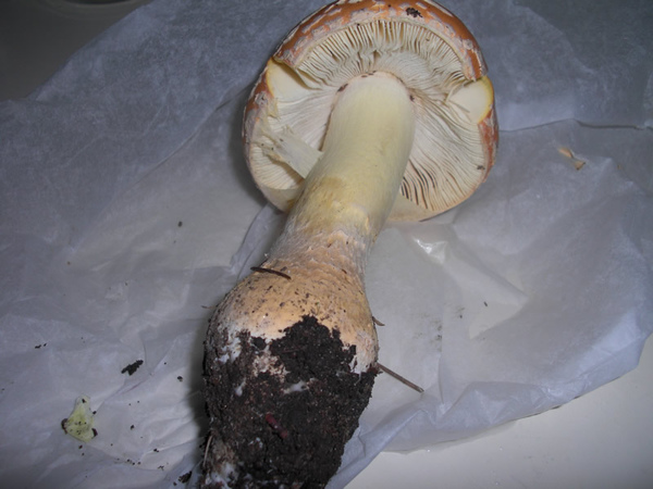 mushroom2.jpg