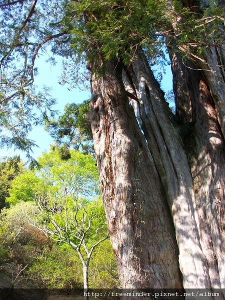 鹿林神木