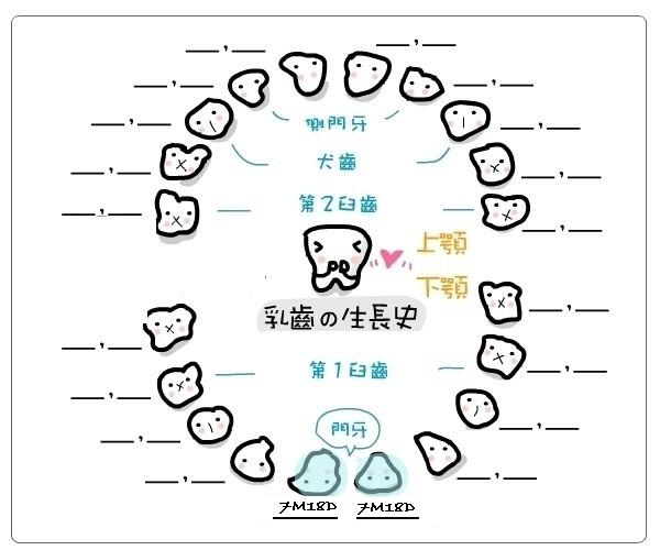 baby tooth chart