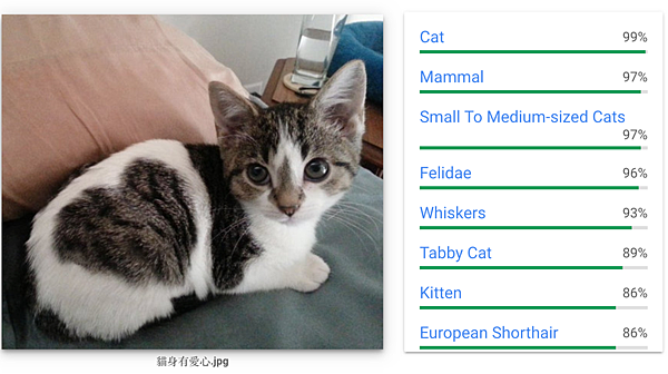 Google的圖片AI辨認這張圖為貓咪圖.png