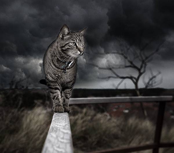 Photoshop入門教學-選取並遮住,去背好簡單! Photoshop入門教學-選取並遮住,去背好簡單!