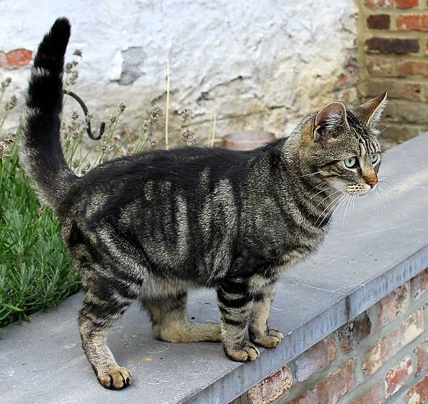 cat-long-tail.jpg