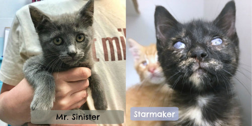 cat-sinister-n-starmaker-2.jpg