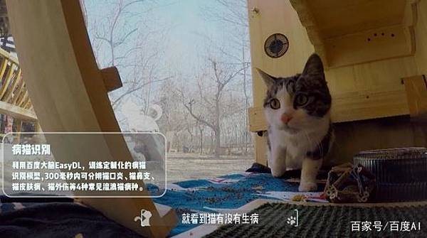 ai-ill-cats-detector-8.jpg ai-ill-cats-detector-8.jpg