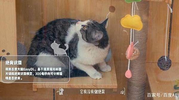 ai-fixed-cats-detector-9.jpg ai-fixed-cats-detector-9.jpg