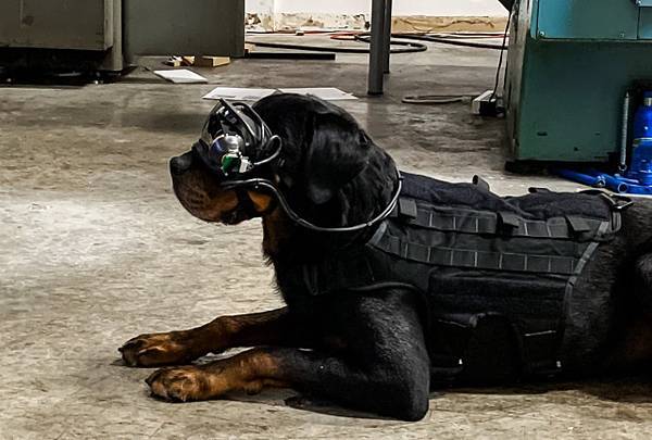 dog-with-ar-goggle-2.jpg dog-with-ar-goggle-2.jpg