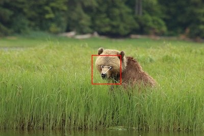 ai-bear-face-detect-1.jpg ai-bear-face-detect-1.jpg