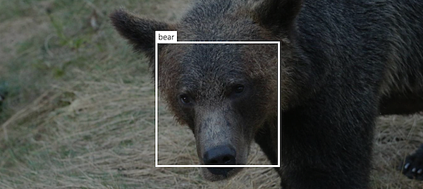 bear-id-ai-2.jpg bear-id-ai-2.jpg