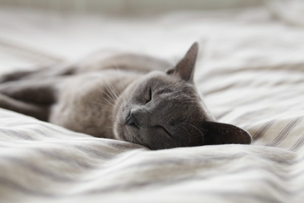 sleeping-cat-1.jpg sleeping-cat-1.jpg