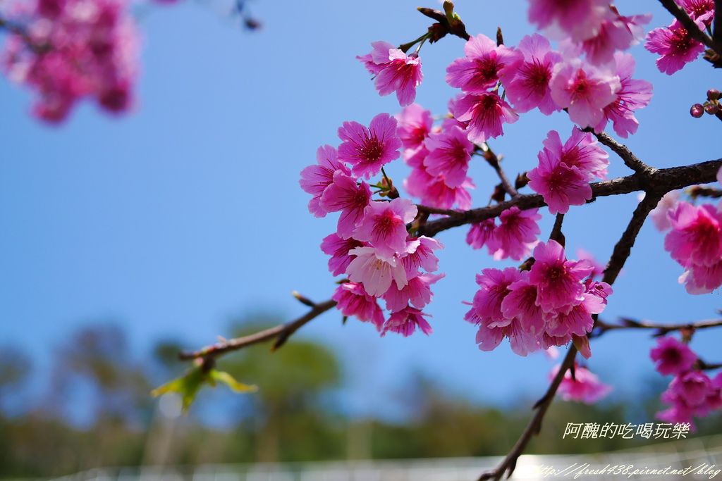 P1090956 P1090956