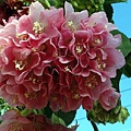 p239.jpg