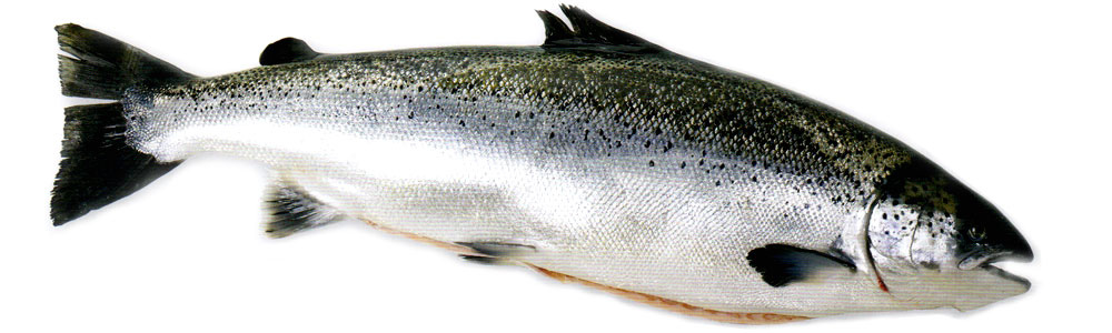 話說鮭魚 新鮮屋購物商城的部落格 痞客邦