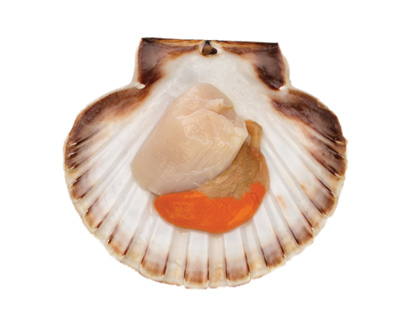 Scallop Scallop