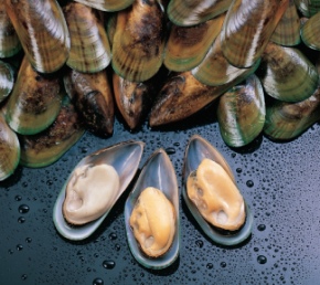 mussel-1 mussel-1