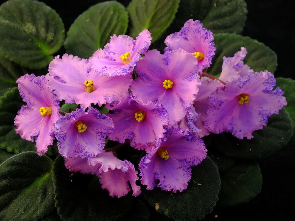 Victorian Treasure (標準型縞花)－沃野螢花-非洲紫羅蘭/蝴蝶蘭/岩桐