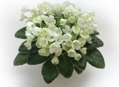 Fiolek-afrykanski-N-Podsnezhnik-sadzonka.jpg Fiolek-afrykanski-N-Podsnezhnik-sadzonka.jpg