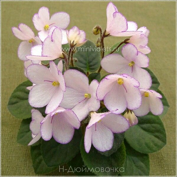 36bf750c10704eb8864aa81298b20f3e.jpg 36bf750c10704eb8864aa81298b20f3e.jpg