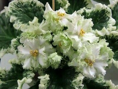 s-l400.jpg s-l400.jpg