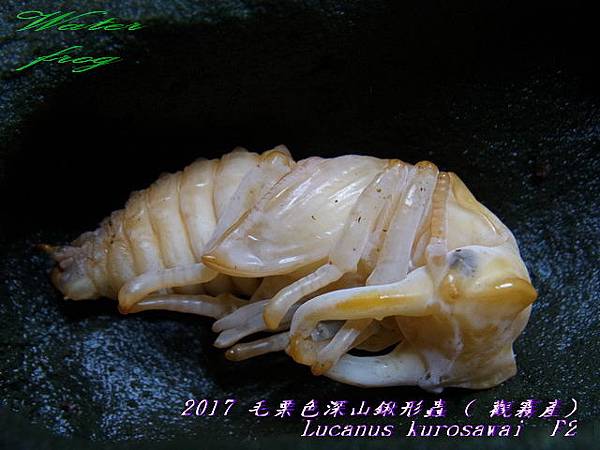 2017 觀霧毛栗 蛹a1