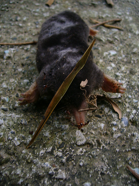 原來是死掉的鼹鼠