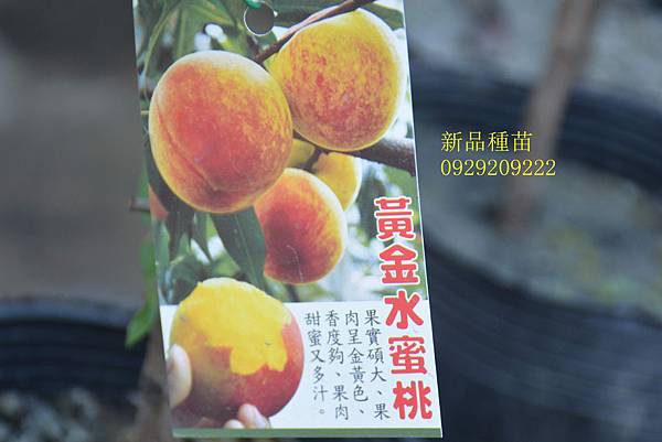水蜜桃苗批發買賣 水蜜桃苗 熱帶水蜜桃苗 黃金水蜜苗 水果苗 果樹苗 台南果樹苗批發買賣 新品水果種苗 痞客邦