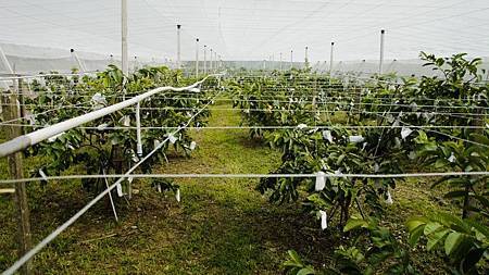 網室紅心芭樂 (800x449).jpg