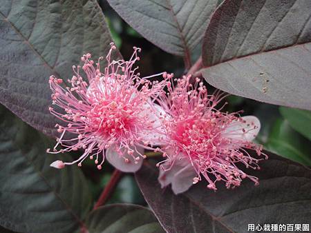 紅芭樂花朵