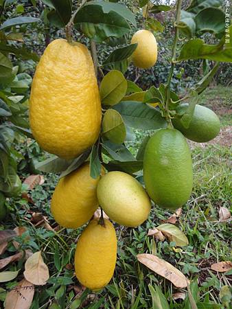 香水檸檬 散發清新檸檬味 愛戀百果園love Orchard 痞客邦 香水檸檬 散發清新檸檬味 愛戀百果園love Orchard 痞客邦