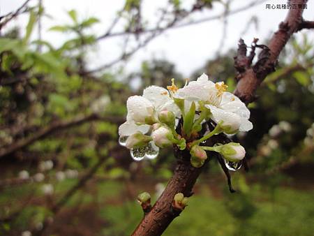 櫻桃李花 櫻桃李花