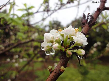 櫻桃李花