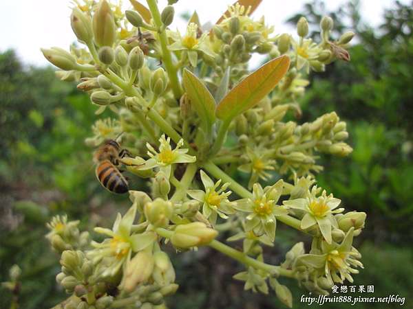 老欉酪梨 牛油果 Avocado 幸福果 愛戀百果園love Orchard 痞客邦