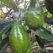 酪梨avocado