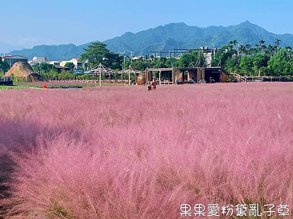 南投,集集,和平快樂田園,粉亂黛子草,粉紅色花海,花海,粉紅愛情草,拍照,打卡,IG,車站,小火車,鐵道,鐵路,古蹟,老街,南投景點