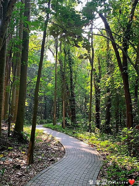 林業試驗所嘉義樹木園,諸羅八景,檜意森活村,嘉義公園,射日塔,平地森林園區,生態教育,嘉義,東區,森林園區,踏青,健行,大自然,寵物友