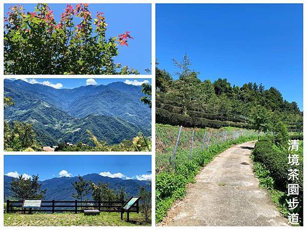 清境農場,茶園步道,小瑞士花園,楓葉,奇萊連峰,青心烏龍,自然農法,南投,仁愛鄉,步道,郊山步