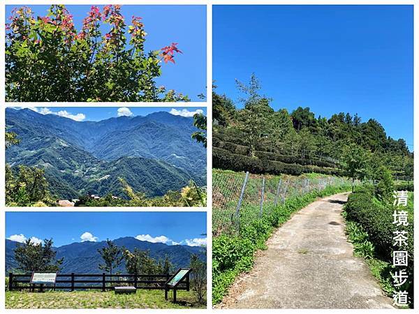 南投,仁愛鄉,清境農場,茶園步道,步道,郊山步道,南投景點