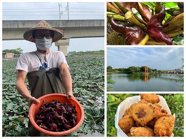 台南官田,季節限定,菱角采摘體驗,菱角酥,葫蘆埤自然公園,菱角田,濕地生態,台南,官田區,官田傳承幸福菱角,採菱角,親子,休閒農