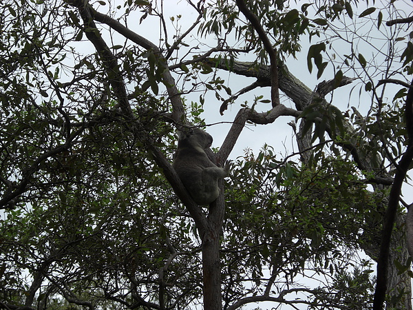 可拉 (koala=無尾熊) 在搔癢~