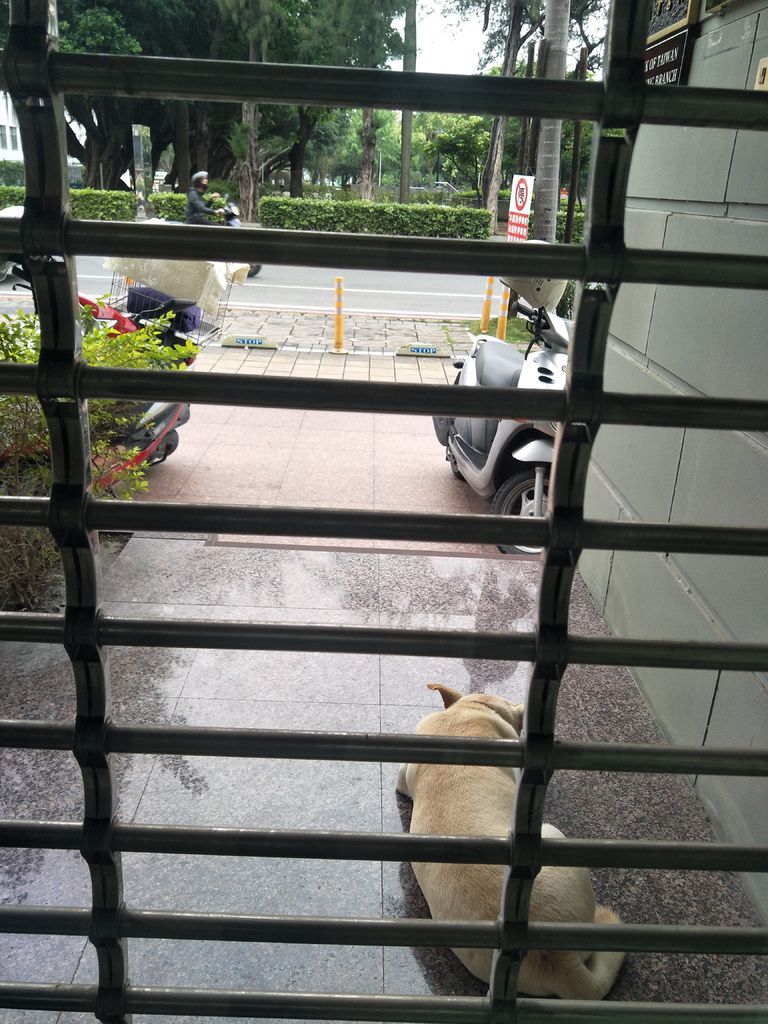 上班在鐵門內看到狗狗.jpg