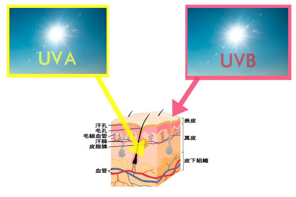 UVA UVB.bmp UVA UVB.bmp
