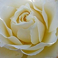 white-pale-rose-heart-636.jpg