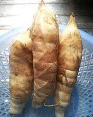 竹薯3