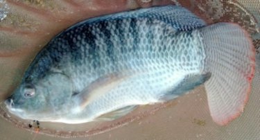 吳郭魚 台灣鯛 北北草堂 痞客邦