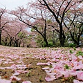 日本京都-奈良公園