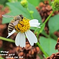 走到花草叢旁邊,看到蜜蜂採花蜜,快門也亂按好幾張,因為一直亂飛不好拍....最後終於...被我拍到了... 