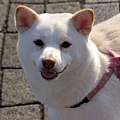 Shiba_Inu_cream_portrait.jpg