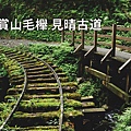 太平山賞山毛櫸-見晴古道.jpg