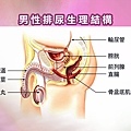 男性排尿生理結構