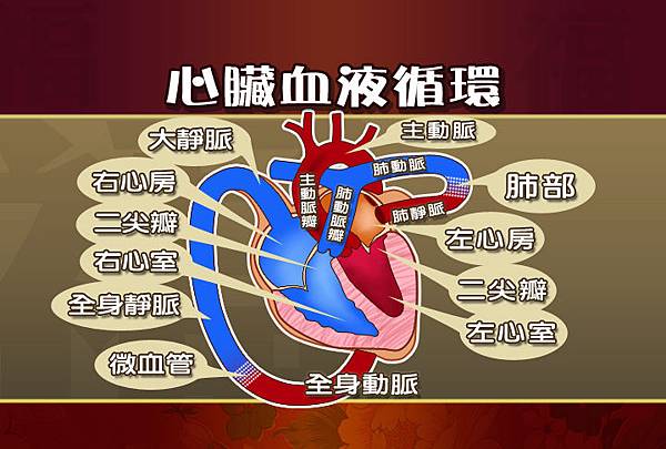 心臟血液循環