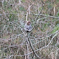 這隻是小猴子，只能躲在最高的樹上看猴王吃